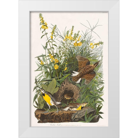 Meadow Lark White Modern Wood Framed Art Print by Audubon, John James