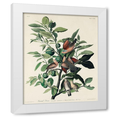 Ground Dove White Modern Wood Framed Art Print by Audubon, John James