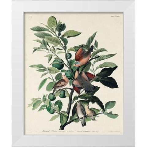 Ground Dove White Modern Wood Framed Art Print by Audubon, John James