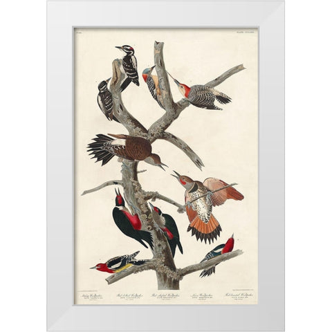Hairy Woodpecker, Red-bellied Woodpecker, Red-shafted Woodpecker, Lewis Woodpecker and Red-breasted  White Modern Wood Framed Art Print by Audubon, John James
