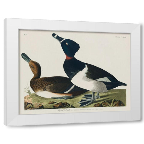 Ring-necked Duck White Modern Wood Framed Art Print by Audubon, John James