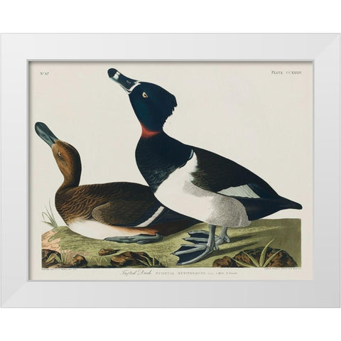 Ring-necked Duck White Modern Wood Framed Art Print by Audubon, John James