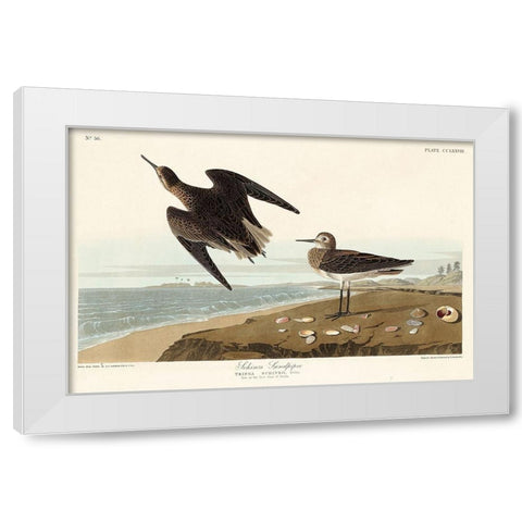 Schinzs Sandpiper White Modern Wood Framed Art Print by Audubon, John James