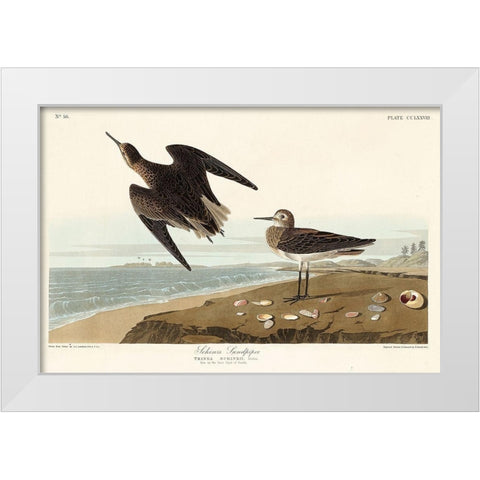 Schinzs Sandpiper White Modern Wood Framed Art Print by Audubon, John James