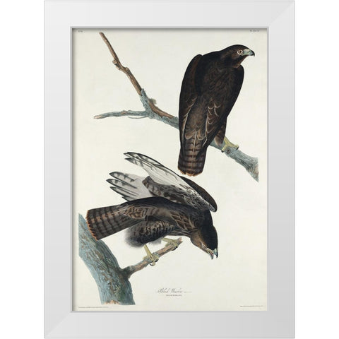 Black Warrior White Modern Wood Framed Art Print by Audubon, John James