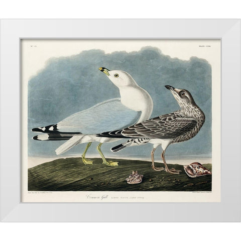 Common American Gull White Modern Wood Framed Art Print by Audubon, John James