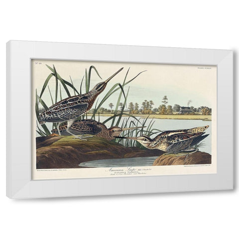 American Snipe White Modern Wood Framed Art Print by Audubon, John James