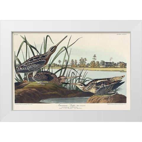 American Snipe White Modern Wood Framed Art Print by Audubon, John James