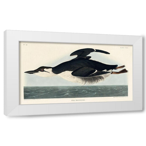 Uria Brunnichi White Modern Wood Framed Art Print by Audubon, John James