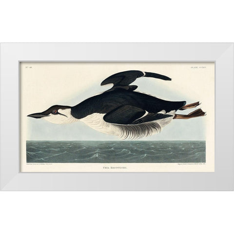 Uria Brunnichi White Modern Wood Framed Art Print by Audubon, John James