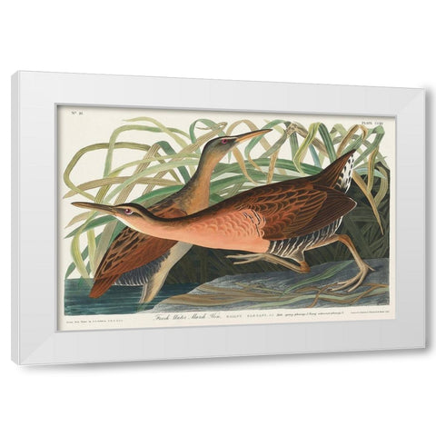 Fresh Water Marsh White Modern Wood Framed Art Print by Audubon, John James