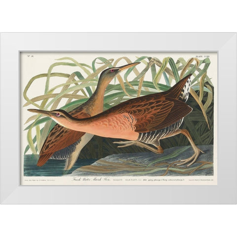 Fresh Water Marsh White Modern Wood Framed Art Print by Audubon, John James