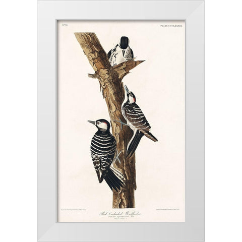 Red-Cockaded Woodpecker White Modern Wood Framed Art Print by Audubon, John James