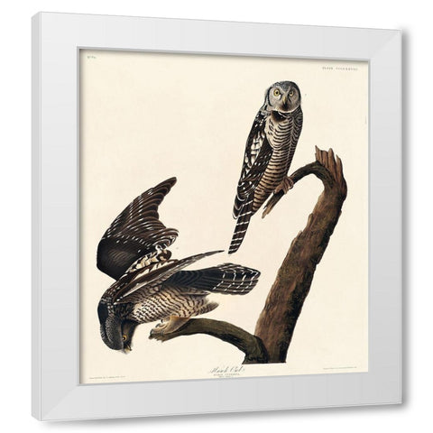 Hawk Owl White Modern Wood Framed Art Print by Audubon, John James