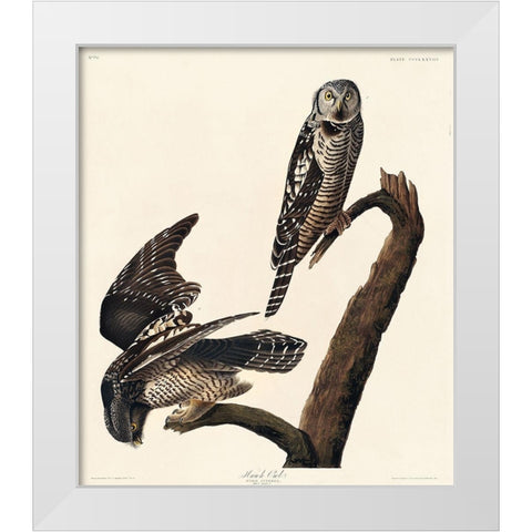 Hawk Owl White Modern Wood Framed Art Print by Audubon, John James