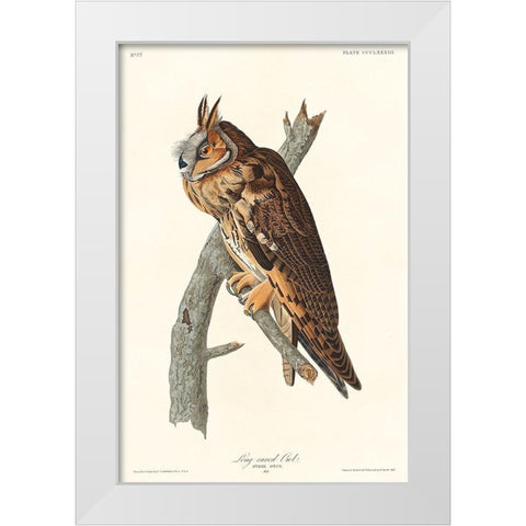 Long-eared Owl White Modern Wood Framed Art Print by Audubon, John James