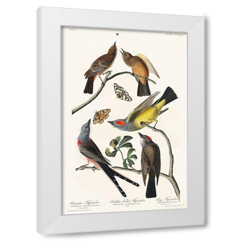 Arkansaw Flycatcher, Swallow-Tailed Flycatcher and Says Flycatcher White Modern Wood Framed Art Print by Audubon, John James
