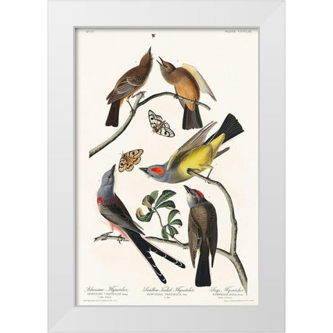 Arkansaw Flycatcher, Swallow-Tailed Flycatcher and Says Flycatcher White Modern Wood Framed Art Print by Audubon, John James