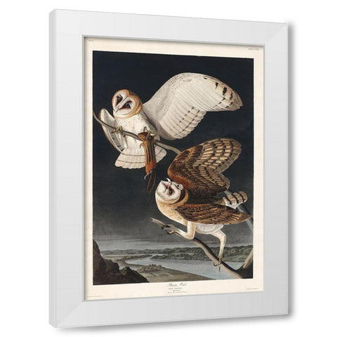 Barn OwlÂ  White Modern Wood Framed Art Print by Audubon, John James