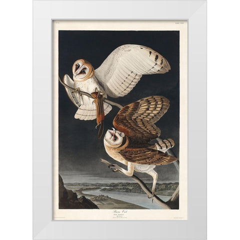 Barn OwlÂ  White Modern Wood Framed Art Print by Audubon, John James