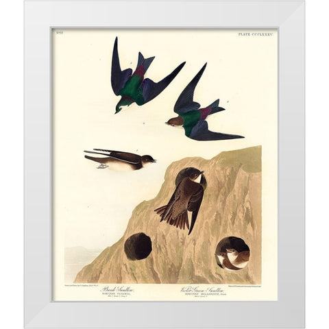 Bank Swallow and Violet-green Swallow White Modern Wood Framed Art Print by Audubon, John James