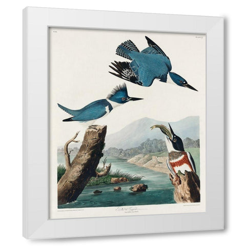 Belted Kingfisher White Modern Wood Framed Art Print by Audubon, John James