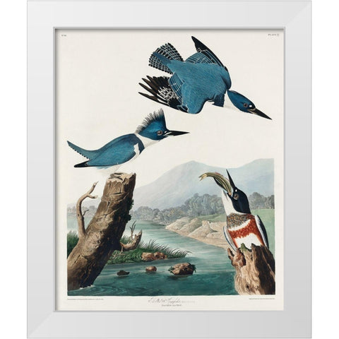 Belted Kingfisher White Modern Wood Framed Art Print by Audubon, John James
