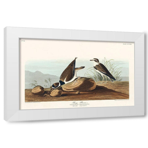 Ring Plover White Modern Wood Framed Art Print by Audubon, John James