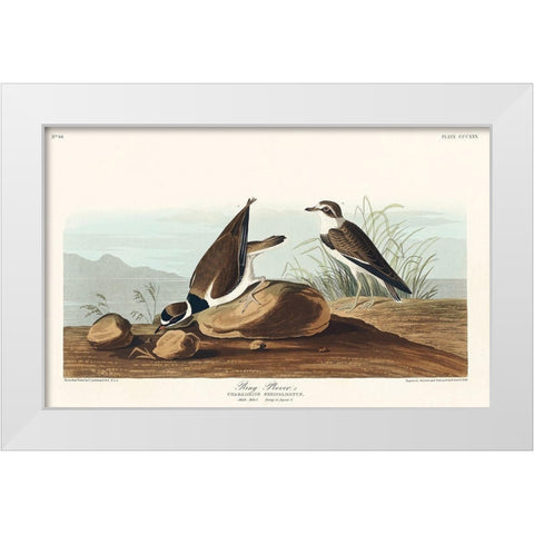Ring Plover White Modern Wood Framed Art Print by Audubon, John James