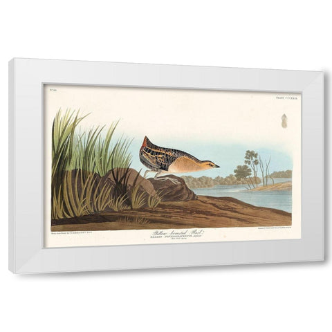 Yellow-breasted Rail White Modern Wood Framed Art Print by Audubon, John James