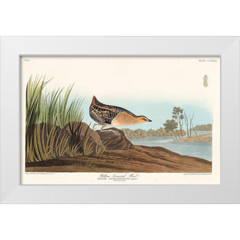 Yellow-breasted Rail White Modern Wood Framed Art Print by Audubon, John James