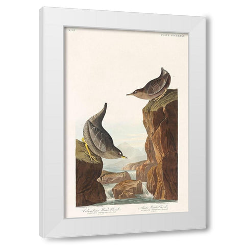 Columbian Water Ouzel and Arctic Water Ouzel White Modern Wood Framed Art Print by Audubon, John James