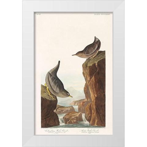 Columbian Water Ouzel and Arctic Water Ouzel White Modern Wood Framed Art Print by Audubon, John James