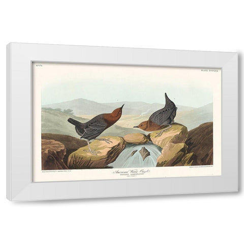 American Water Ouzel White Modern Wood Framed Art Print by Audubon, John James