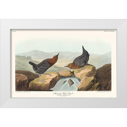 American Water Ouzel White Modern Wood Framed Art Print by Audubon, John James