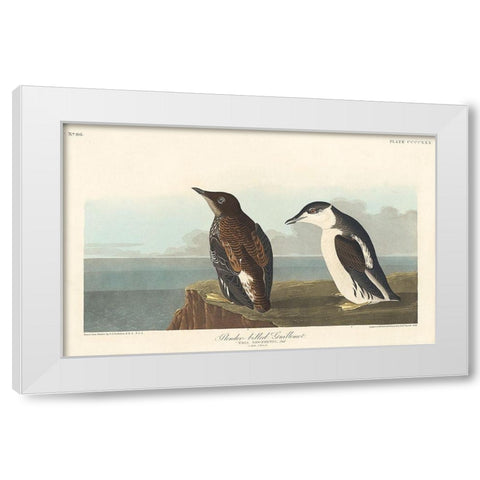 Slender-billed Guillemot White Modern Wood Framed Art Print by Audubon, John James