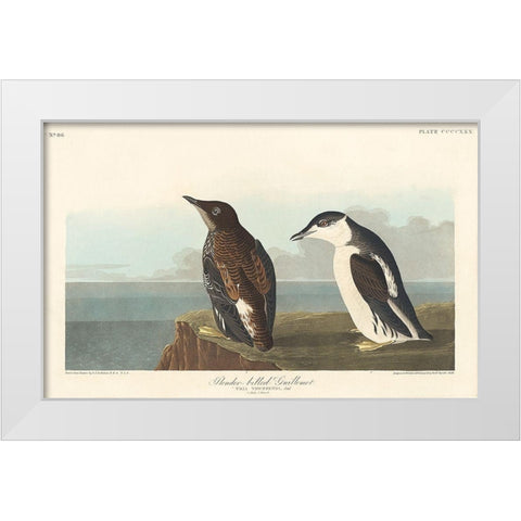 Slender-billed Guillemot White Modern Wood Framed Art Print by Audubon, John James