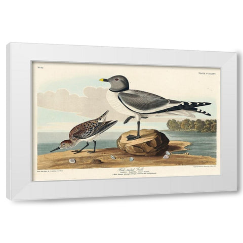 Fork-tailed Gull White Modern Wood Framed Art Print by Audubon, John James
