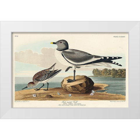 Fork-tailed Gull White Modern Wood Framed Art Print by Audubon, John James