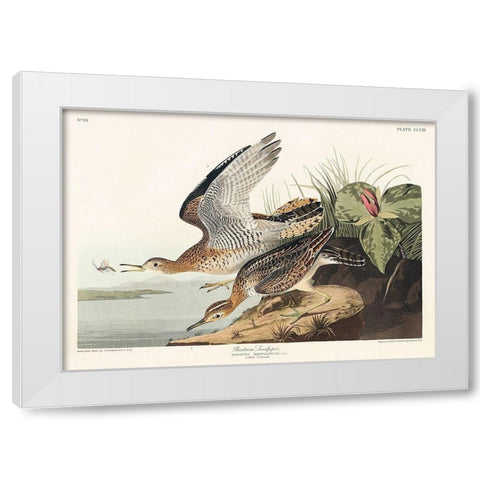 Bartram Sandpiper White Modern Wood Framed Art Print by Audubon, John James