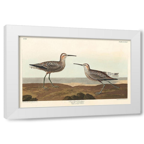 Long-legged Sandpiper White Modern Wood Framed Art Print by Audubon, John James