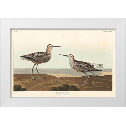 Long-legged Sandpiper White Modern Wood Framed Art Print by Audubon, John James