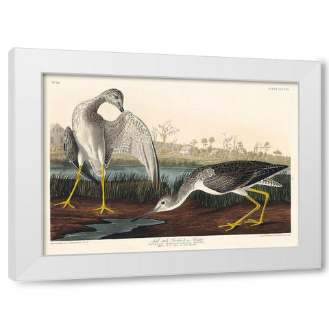 Tell-tale Godwit or Snipe White Modern Wood Framed Art Print by Audubon, John James