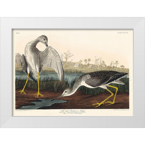 Tell-tale Godwit or Snipe White Modern Wood Framed Art Print by Audubon, John James
