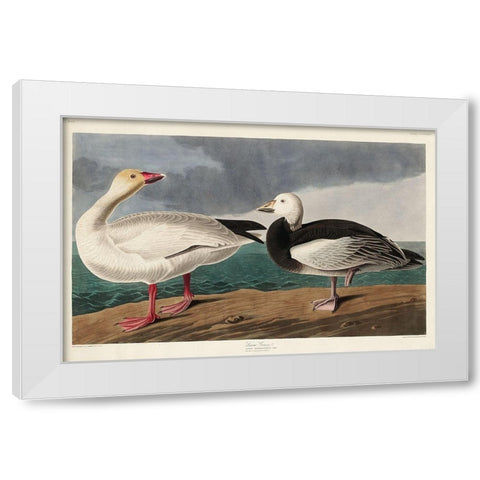 Snow Goose White Modern Wood Framed Art Print by Audubon, John James