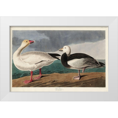 Snow Goose White Modern Wood Framed Art Print by Audubon, John James
