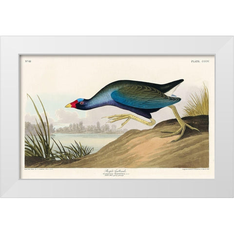 Purple Gallinule White Modern Wood Framed Art Print by Audubon, John James