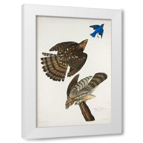 Stanley Hawk White Modern Wood Framed Art Print by Audubon, John James