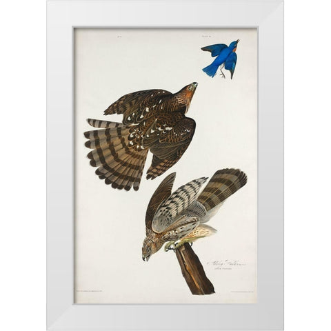 Stanley Hawk White Modern Wood Framed Art Print by Audubon, John James