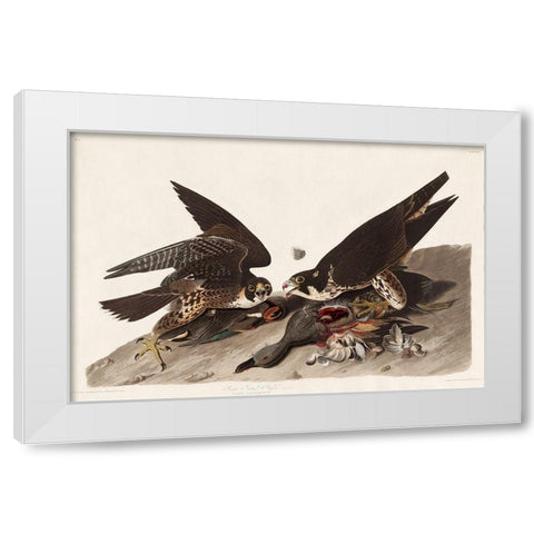 Great Footed Hawk White Modern Wood Framed Art Print by Audubon, John James
